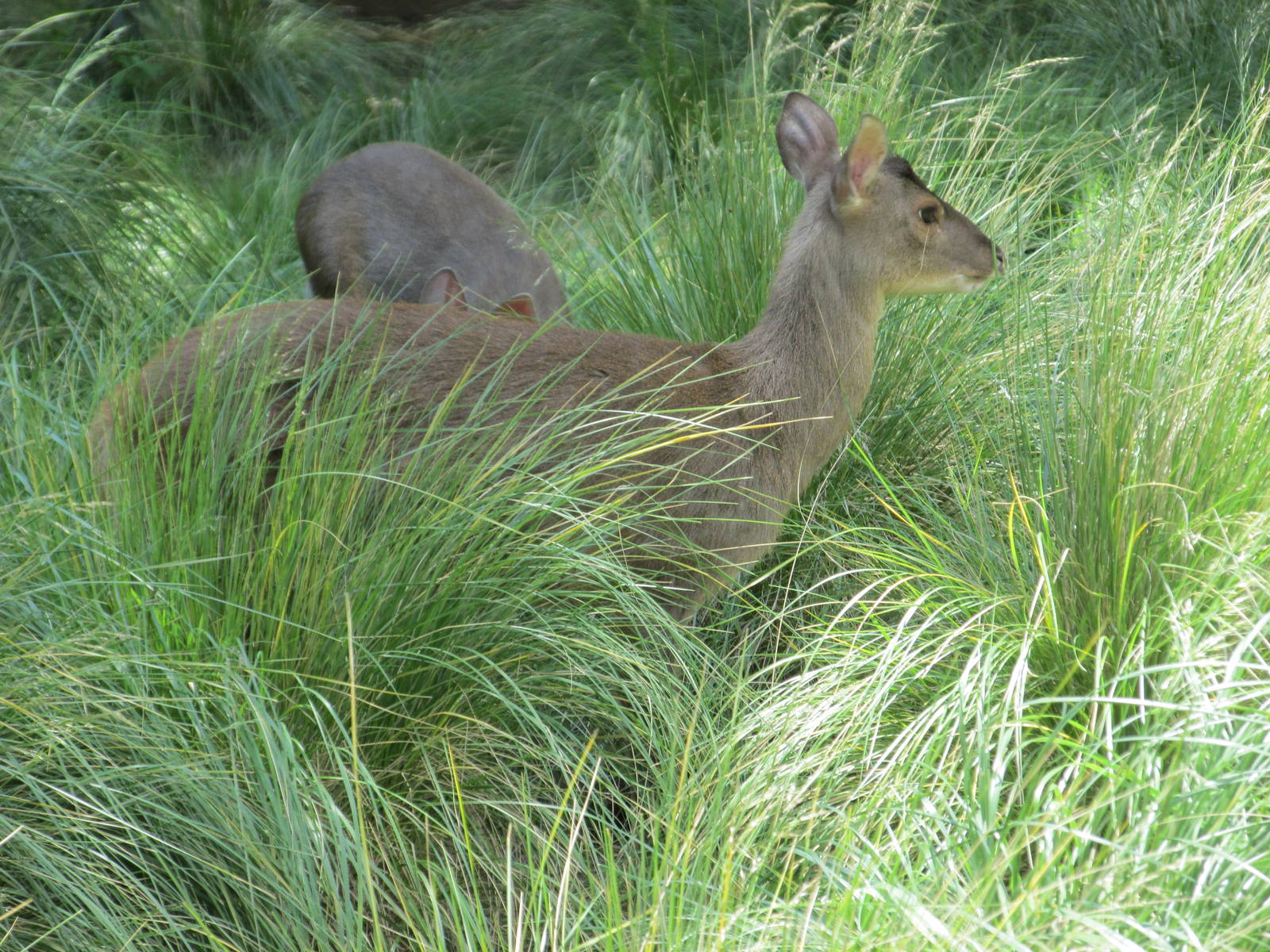 grey brocket buenos aires zoo