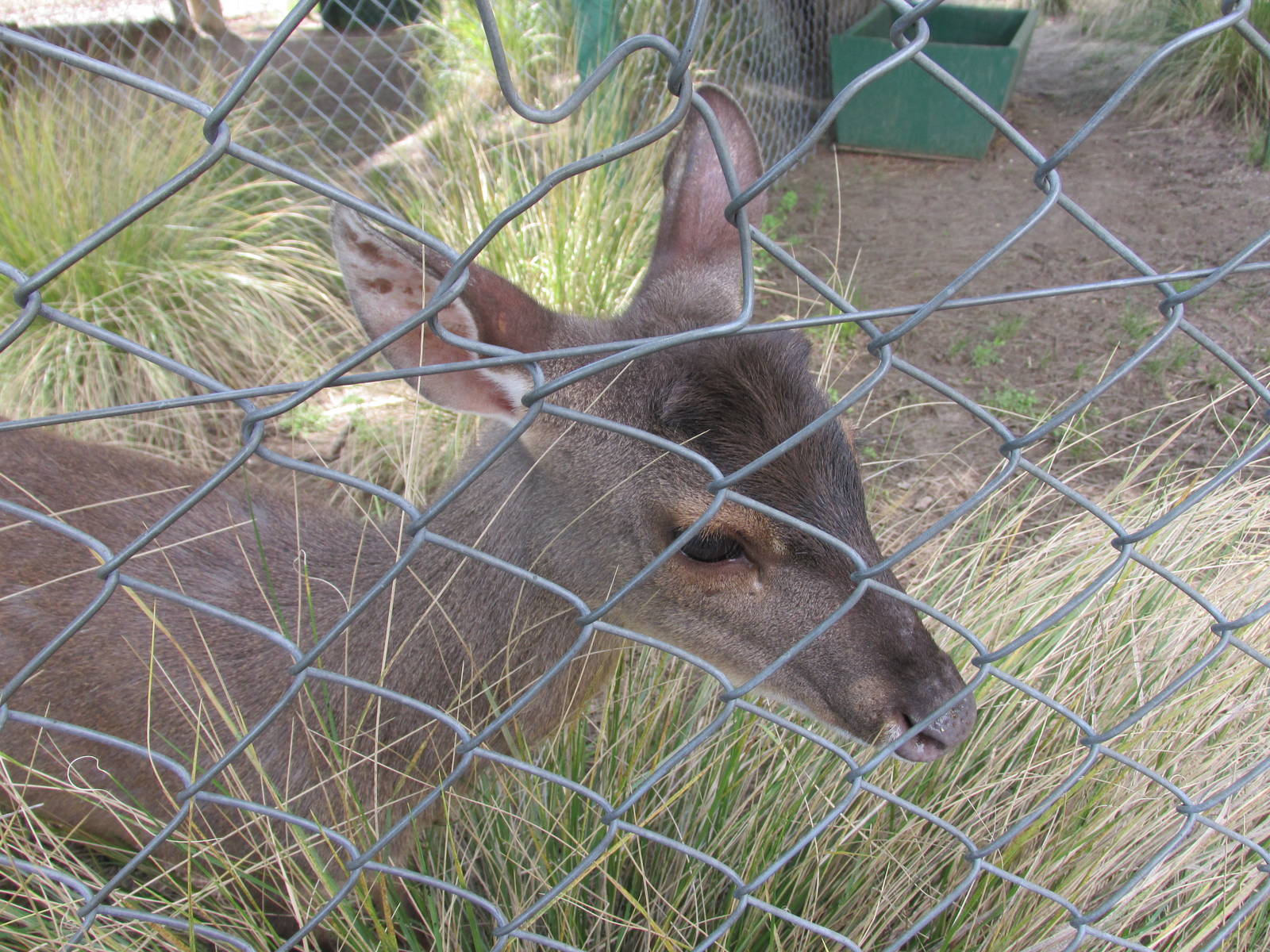 grey brocket buenos aires zoo
