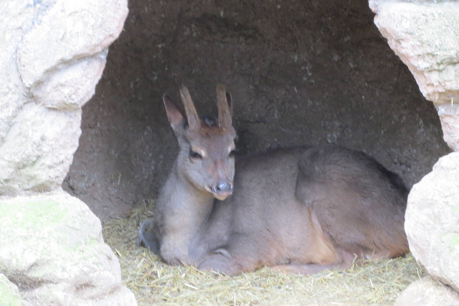 Grey Brocket Deer 140216