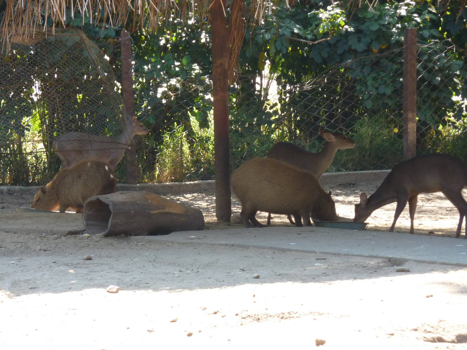 Grey brocket deer and capybara