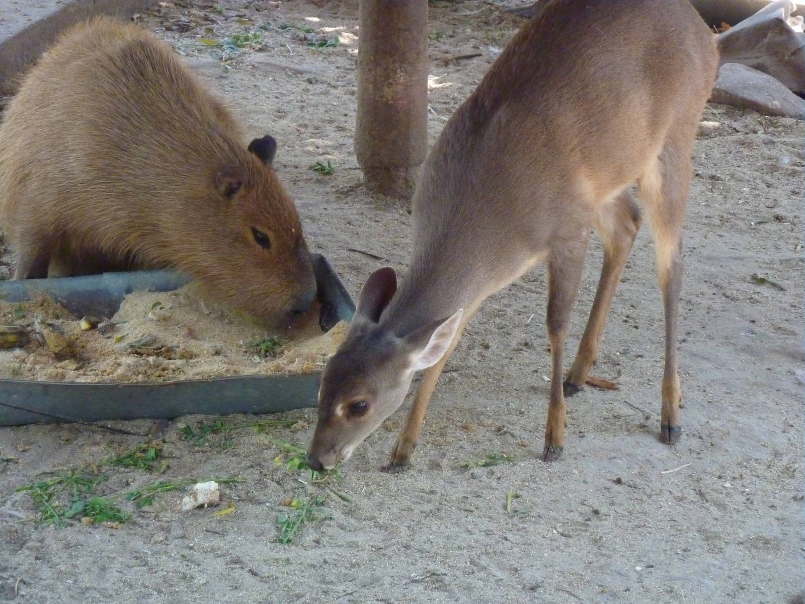 Grey brocket deer and capybara