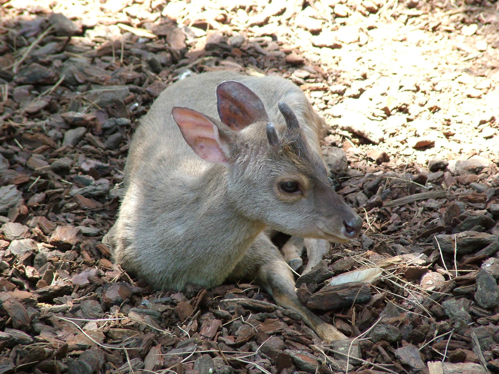 Grey Brocket Deer at Faunia, 27/05/11