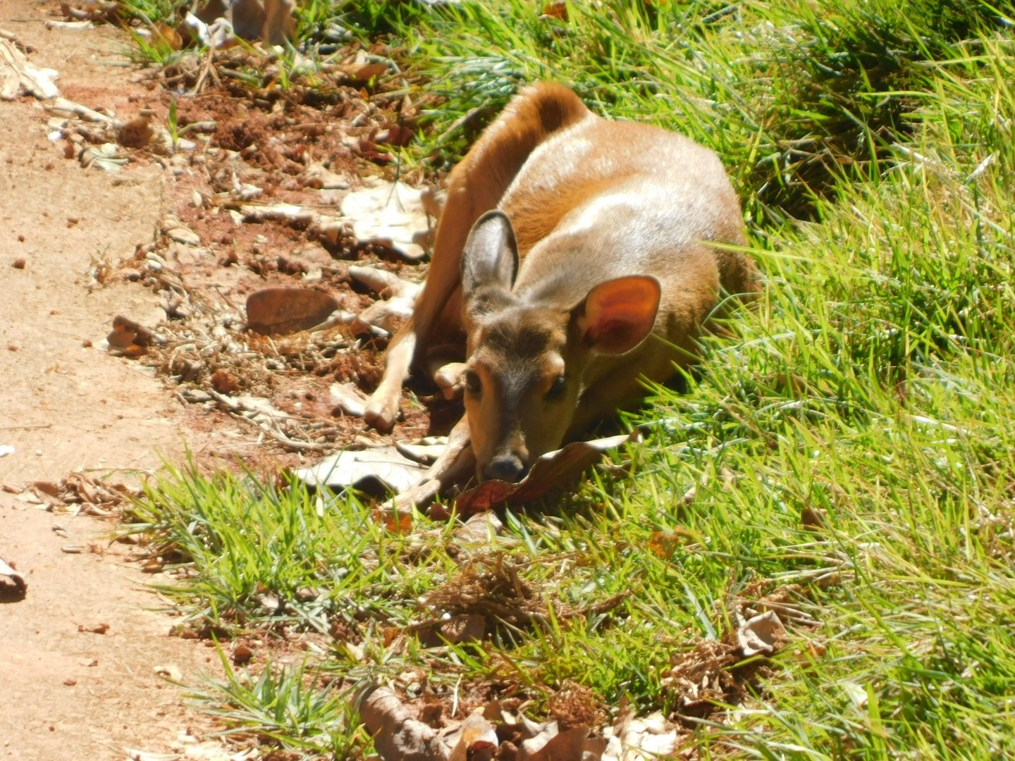 Grey-brocket-deer - Belo Horizonte zoo