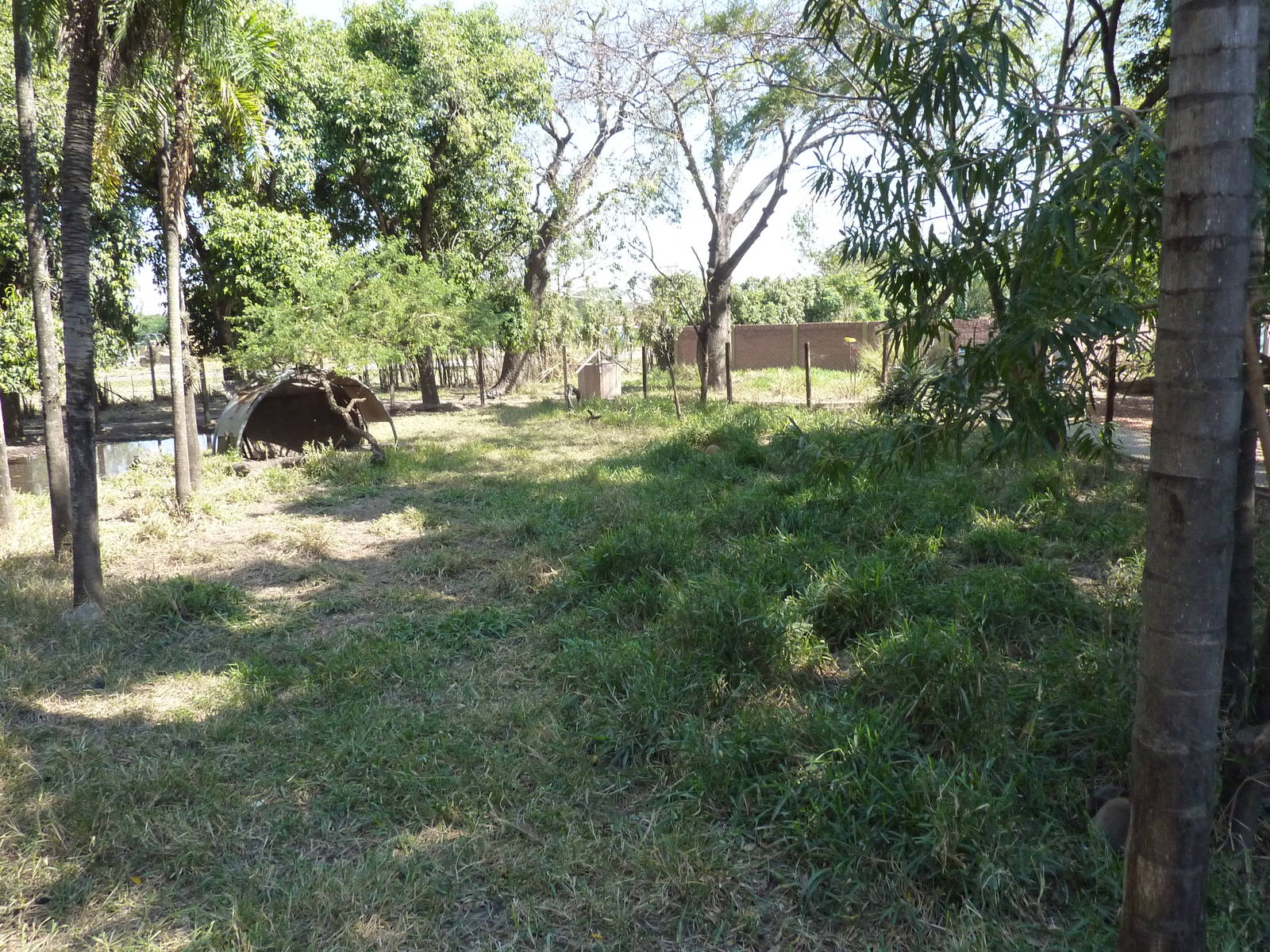 Grey brocket deer enclosure