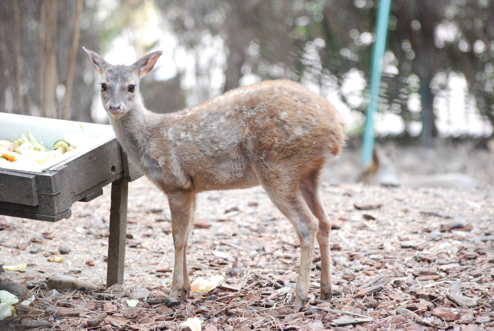 Grey Brocket Deer Fawn at Faunia, 27/05/11