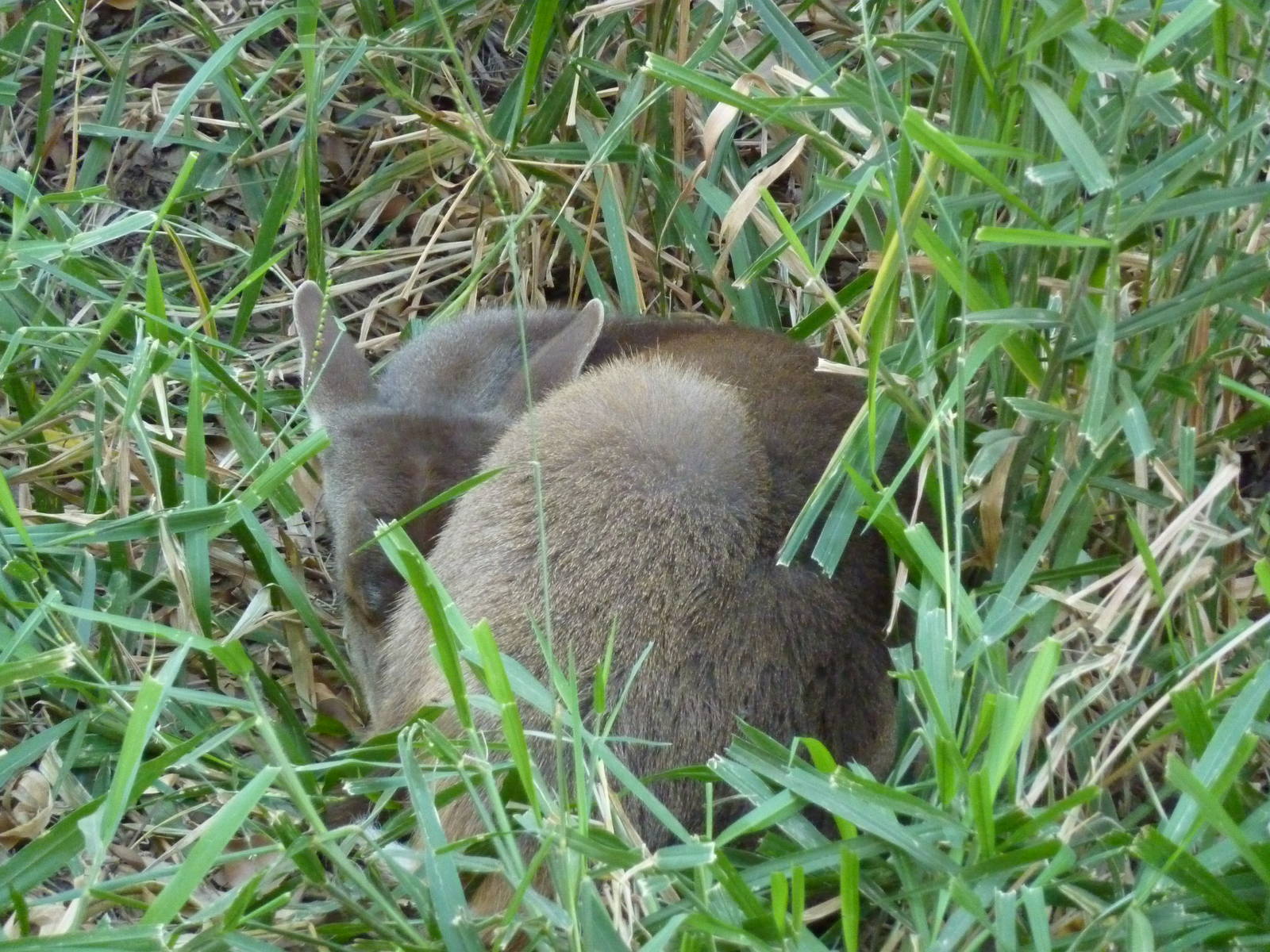 Grey brocket deer fawn