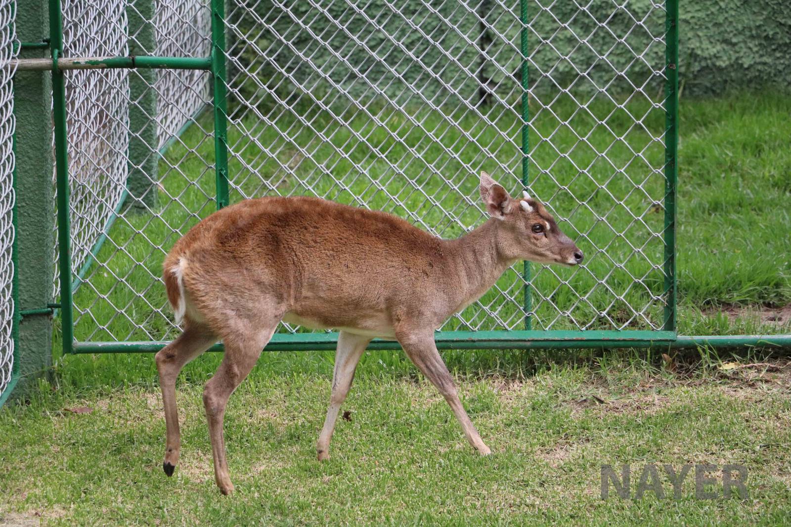 Grey brocket deer, March 2016