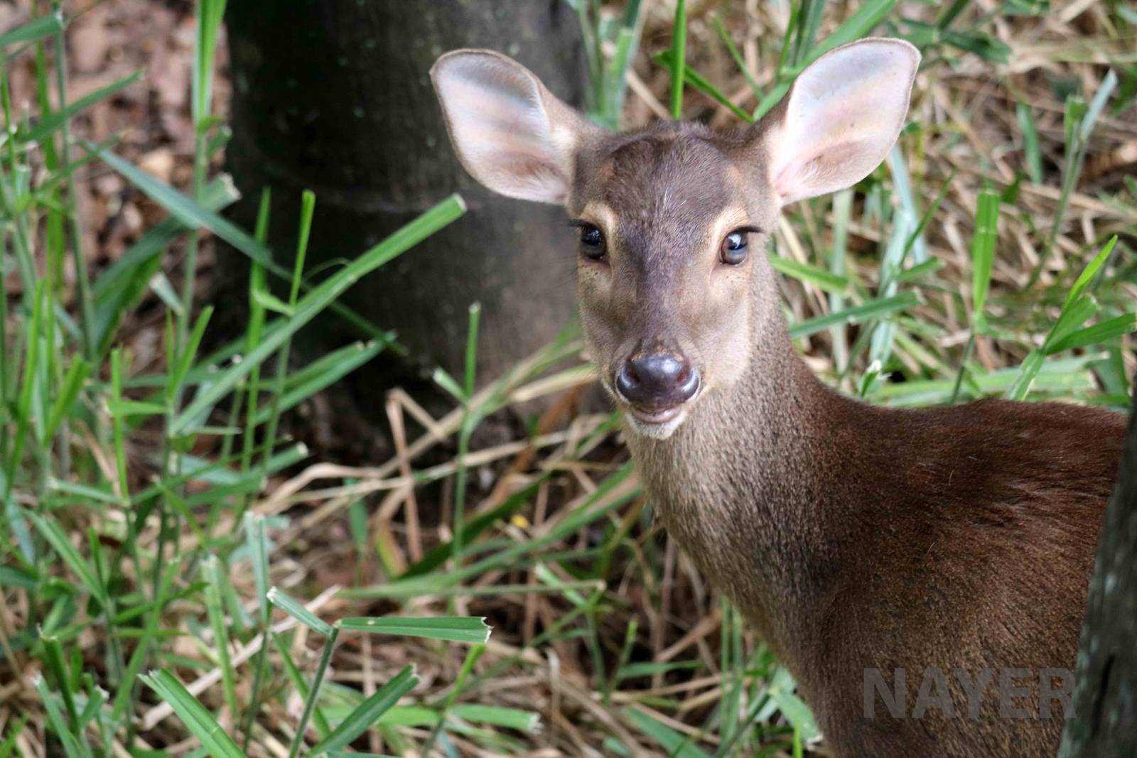 Grey brocket deer, March 2016