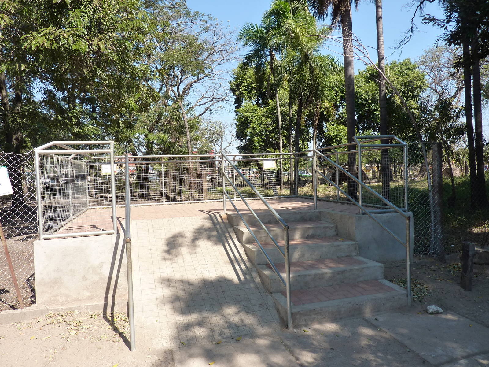 Grey brocket deer viewing platform