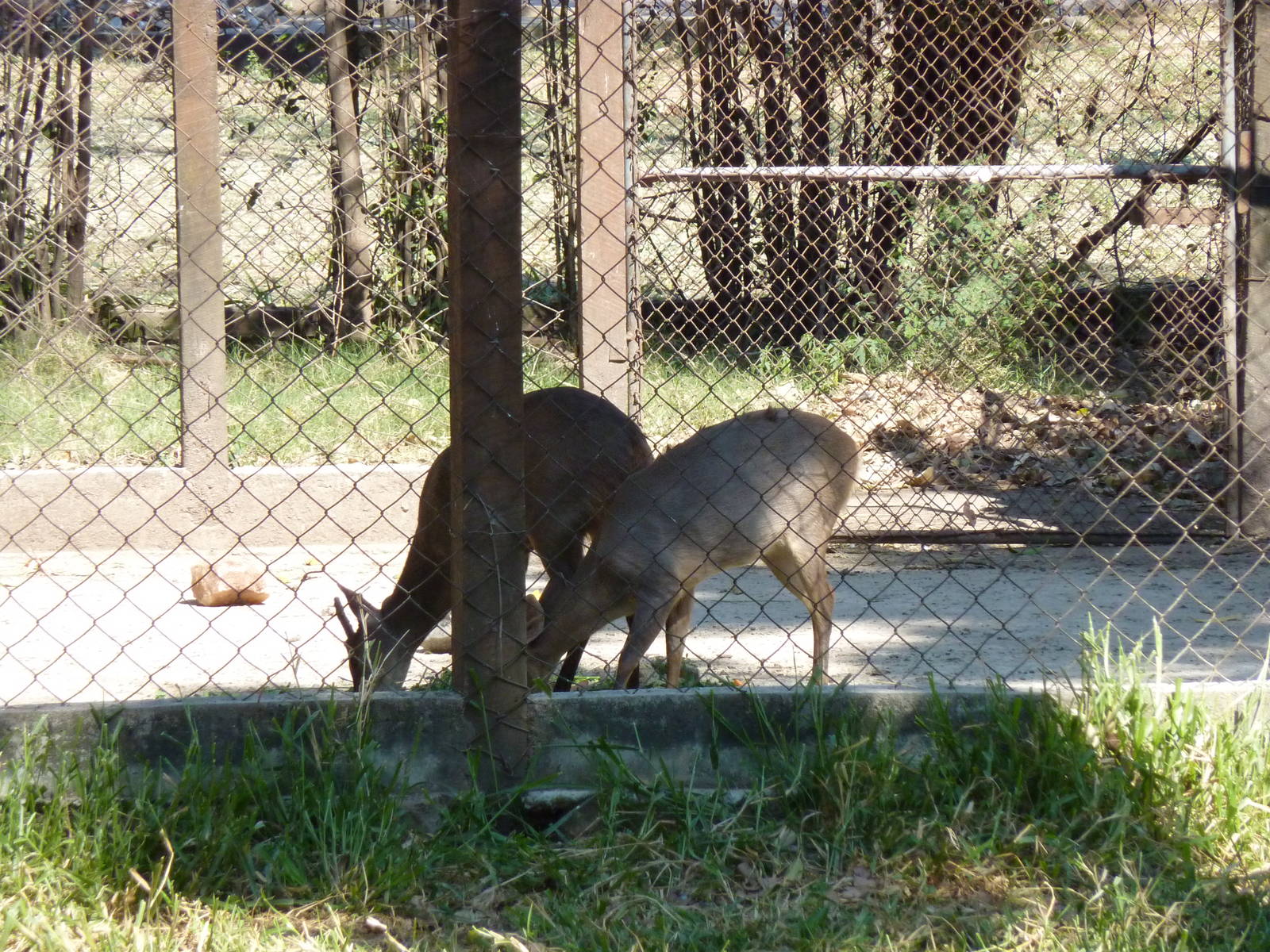 Grey brocket deer