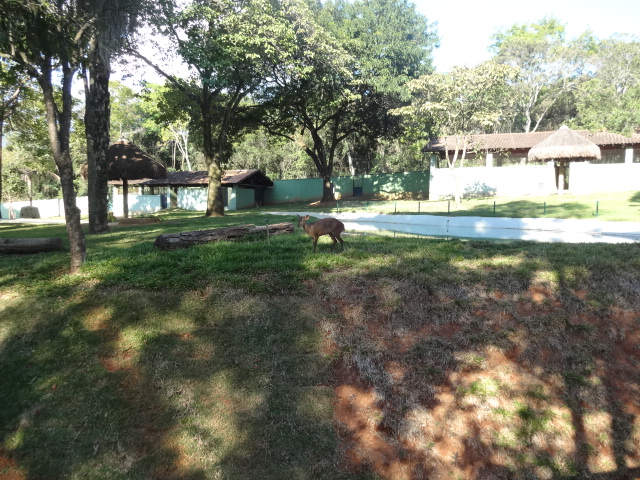 Grey-brocket-deer's exhibit - Belo Horizonte zoo
