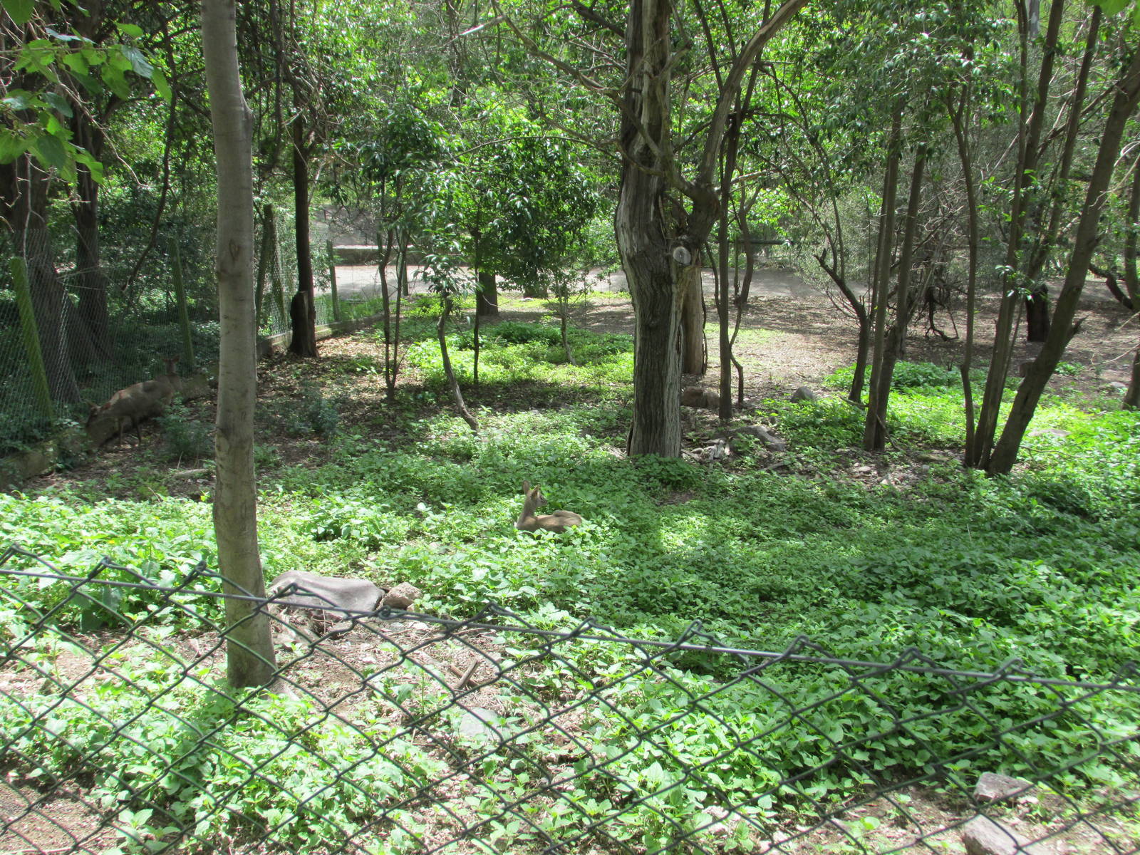 grey brocket exhibit mendoza zoo