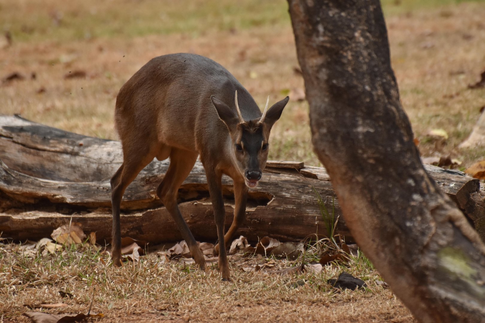 Grey brocket (Mazama gouazoubira)