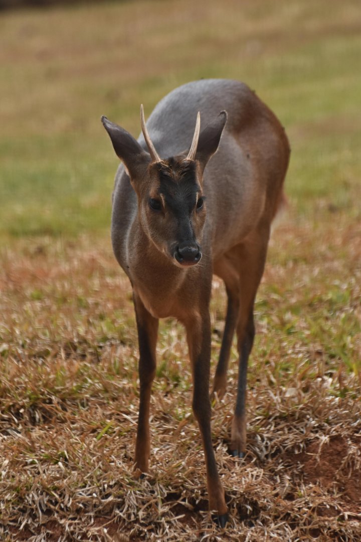 Grey brocket (Mazama gouazoubira)