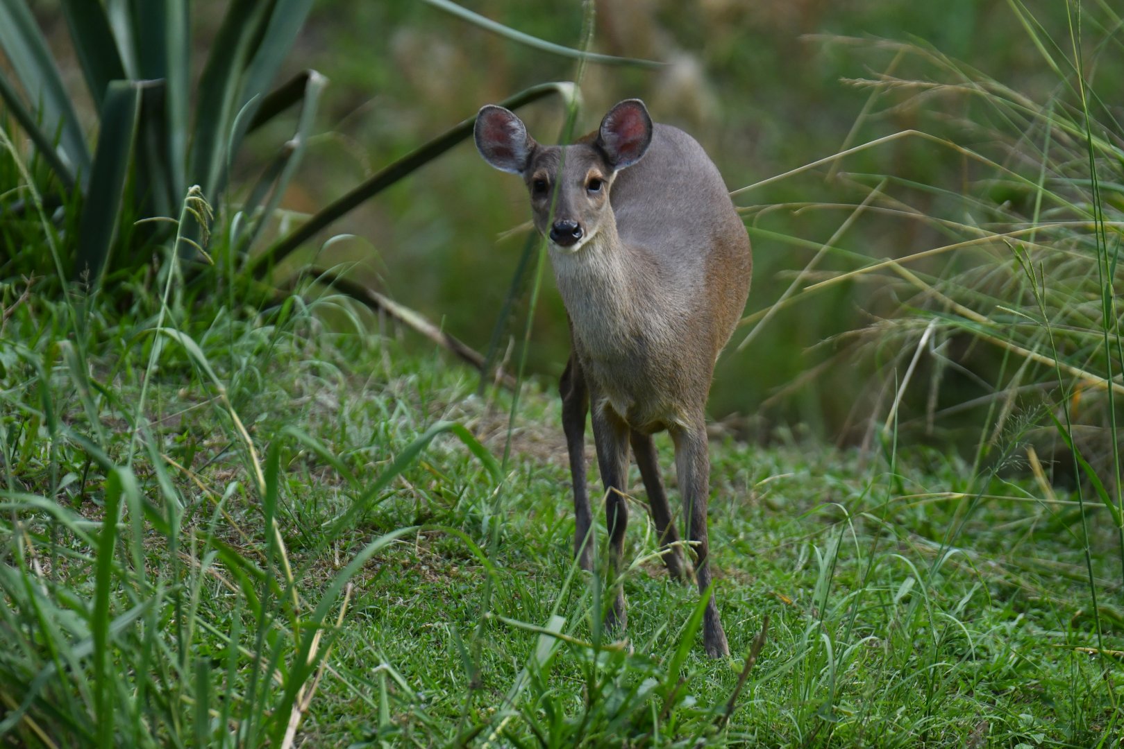 Grey brocket (Mazama gouazoubira)