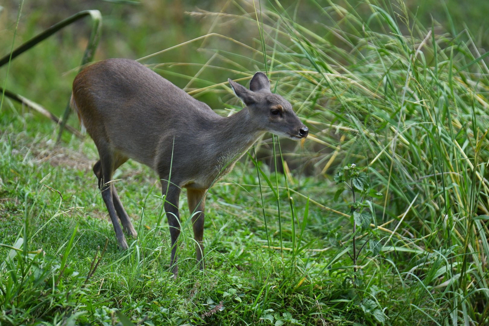 Grey brocket (Mazama gouazoubira)