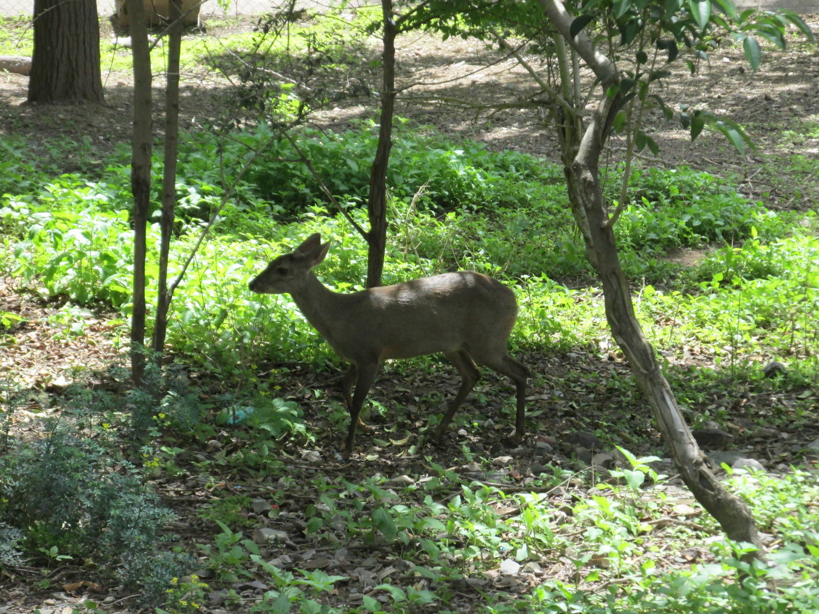grey brocket mendoza zoo