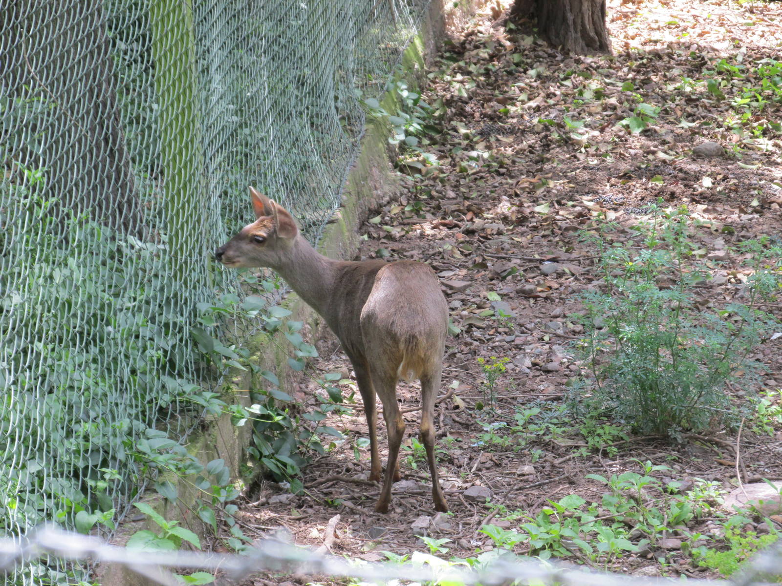 grey brocket mendoza zoo