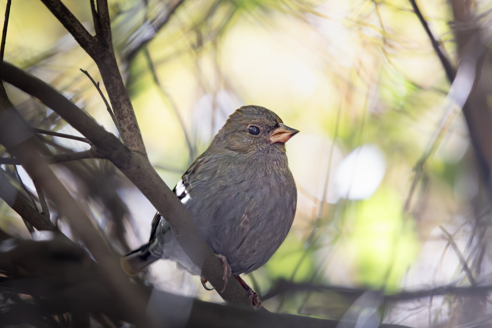 Grey Bunting ~ Kasai Rinkai Park