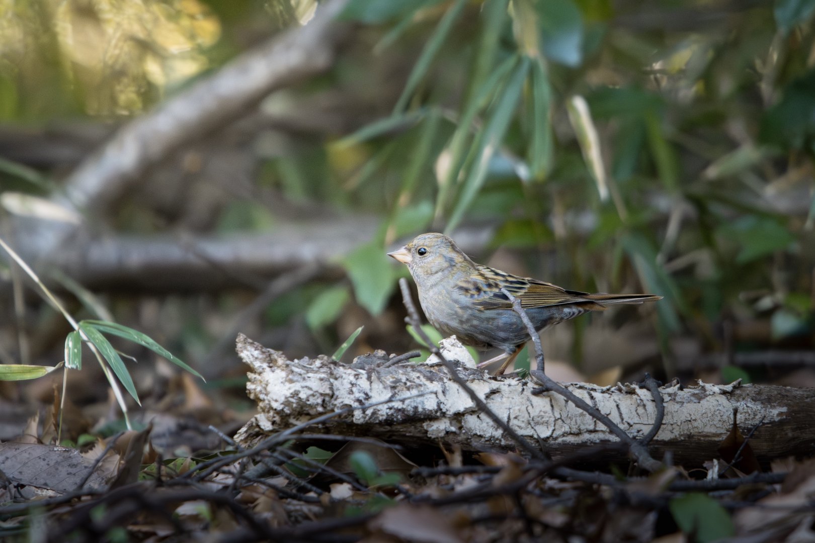 Grey Bunting ~ Kasai Rinkai Park