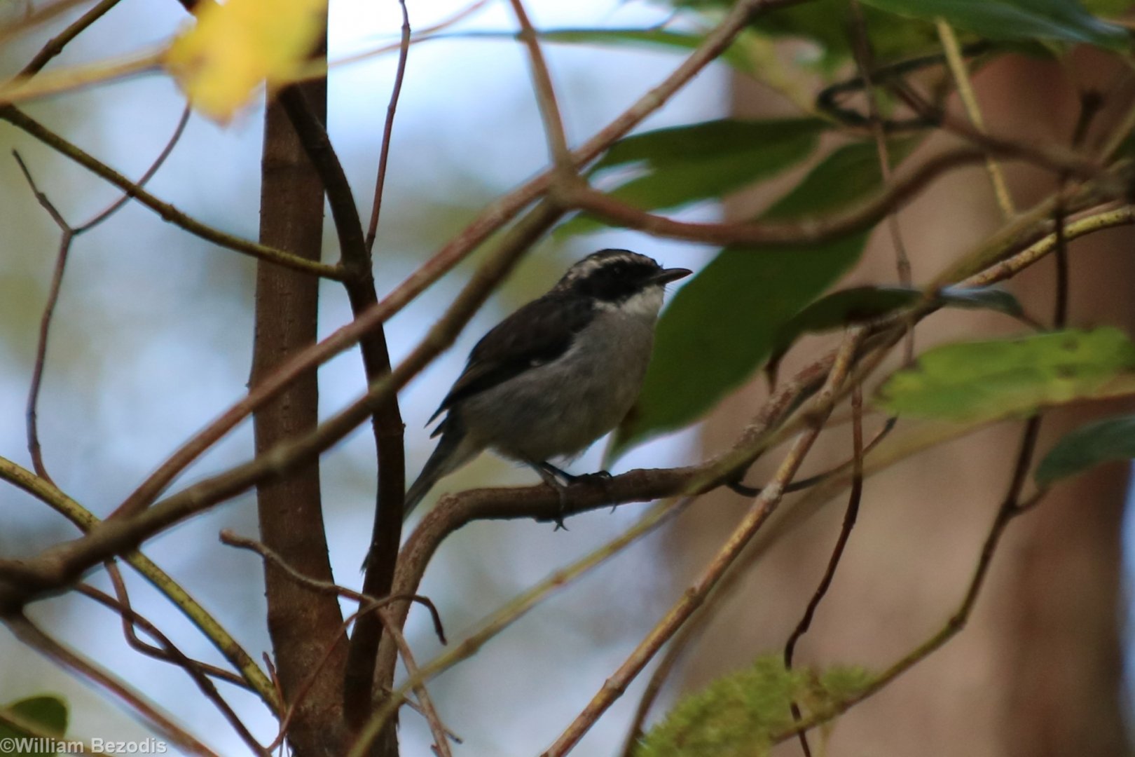 Grey Bushchat - Da Tien