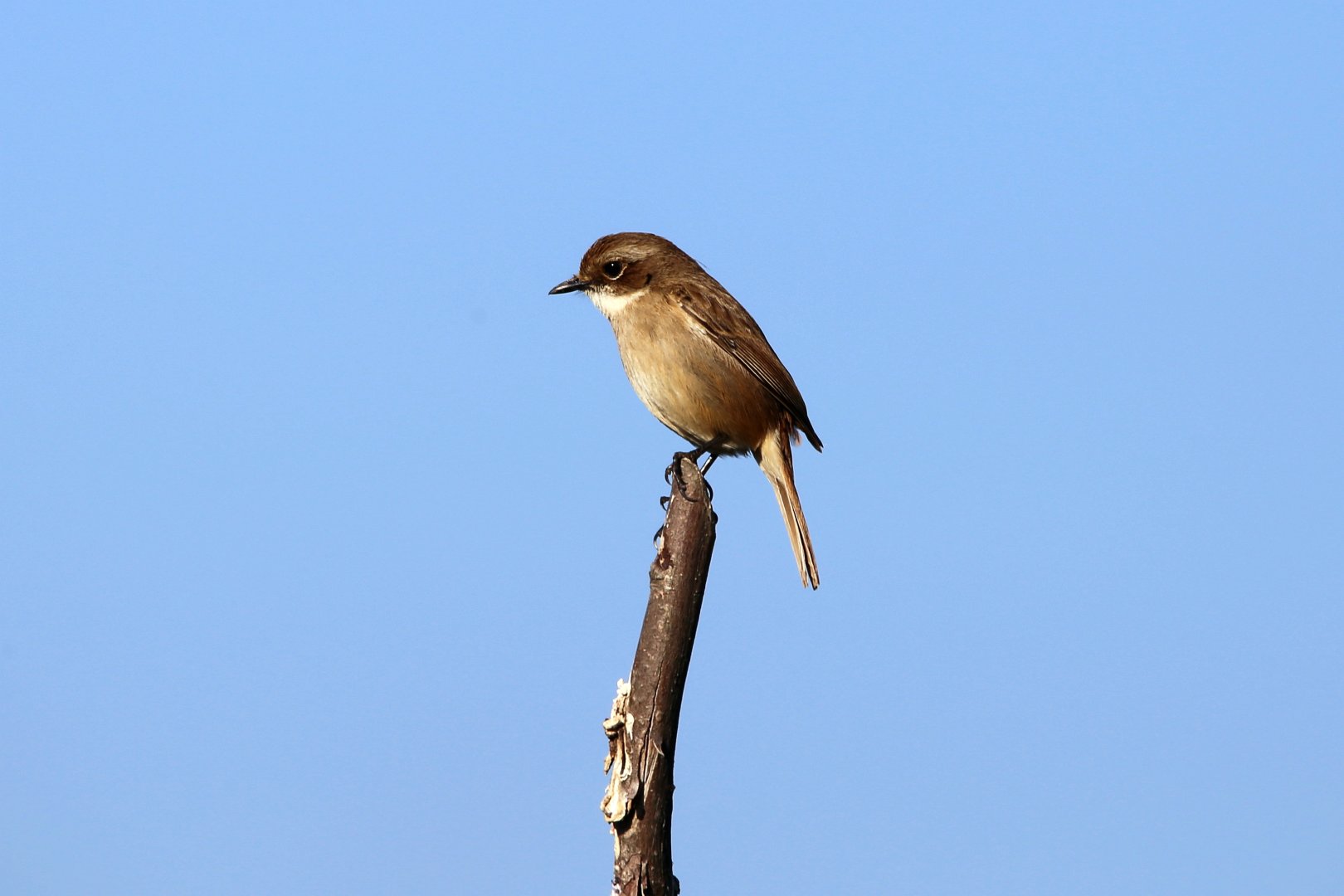 Grey Bushchat (Saxicola ferreus)