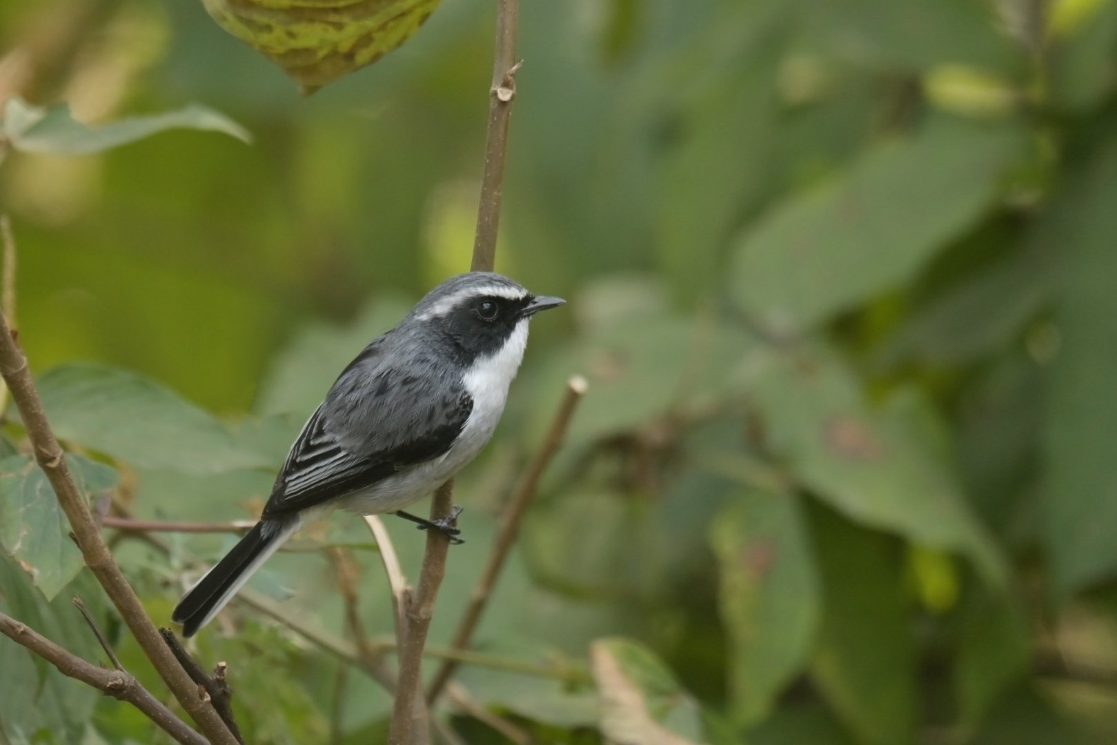 Grey bushchat Saxicola ferreus