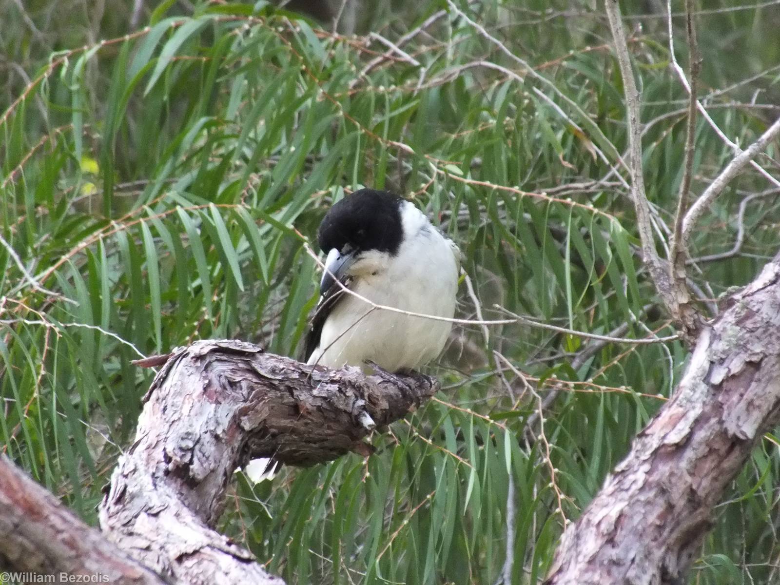 Grey Butcherbird - 2014
