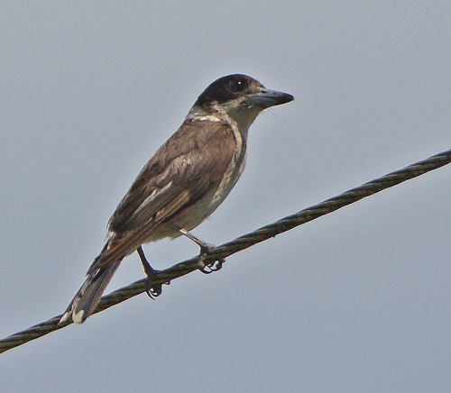 Grey butcherbird adult.