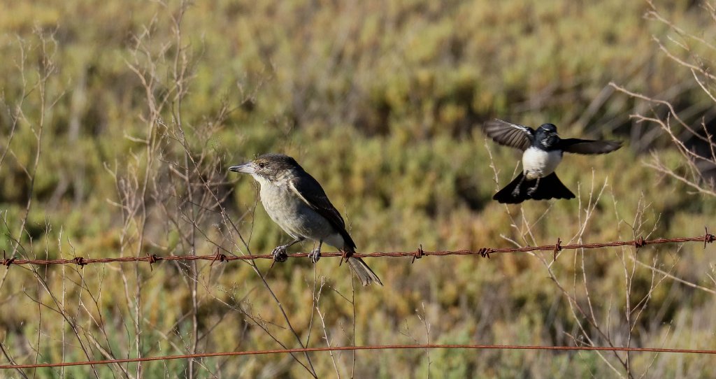 Grey Butcherbird and Willie Wagtail