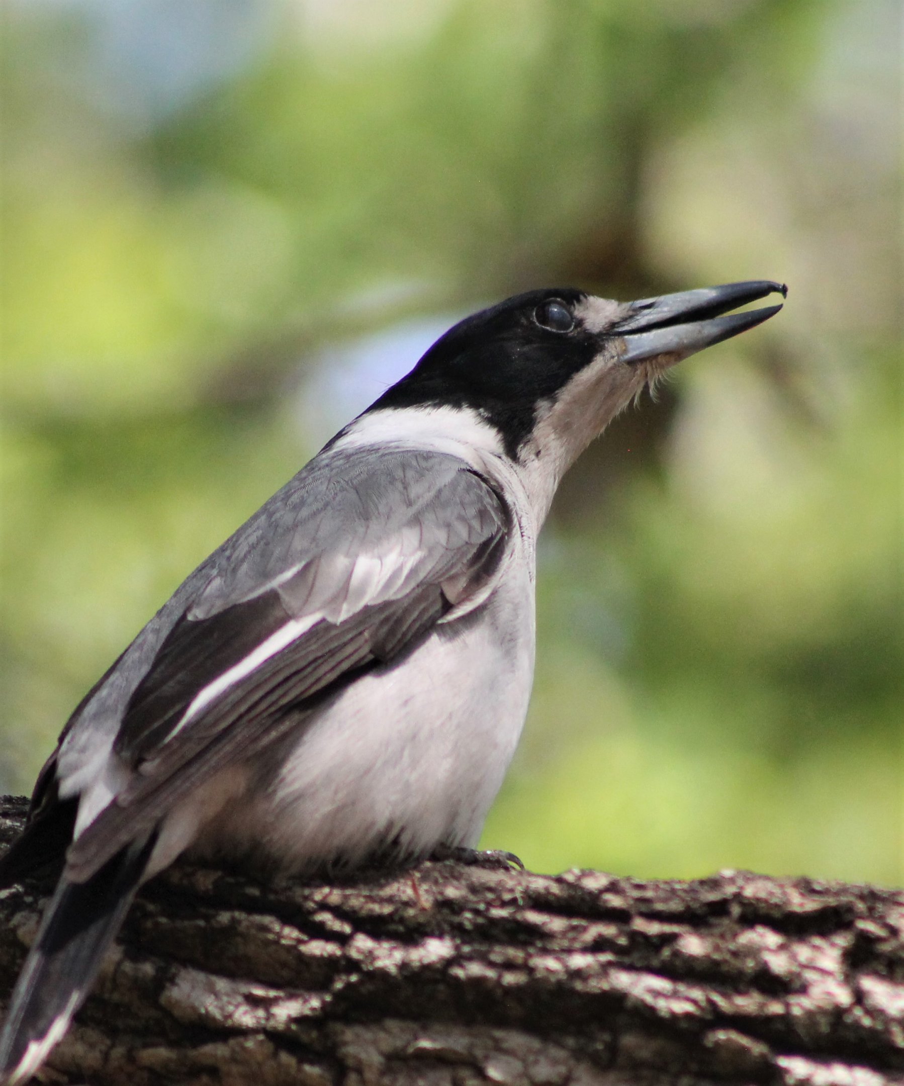 Grey Butcherbird (Cracticus torquatus) singing