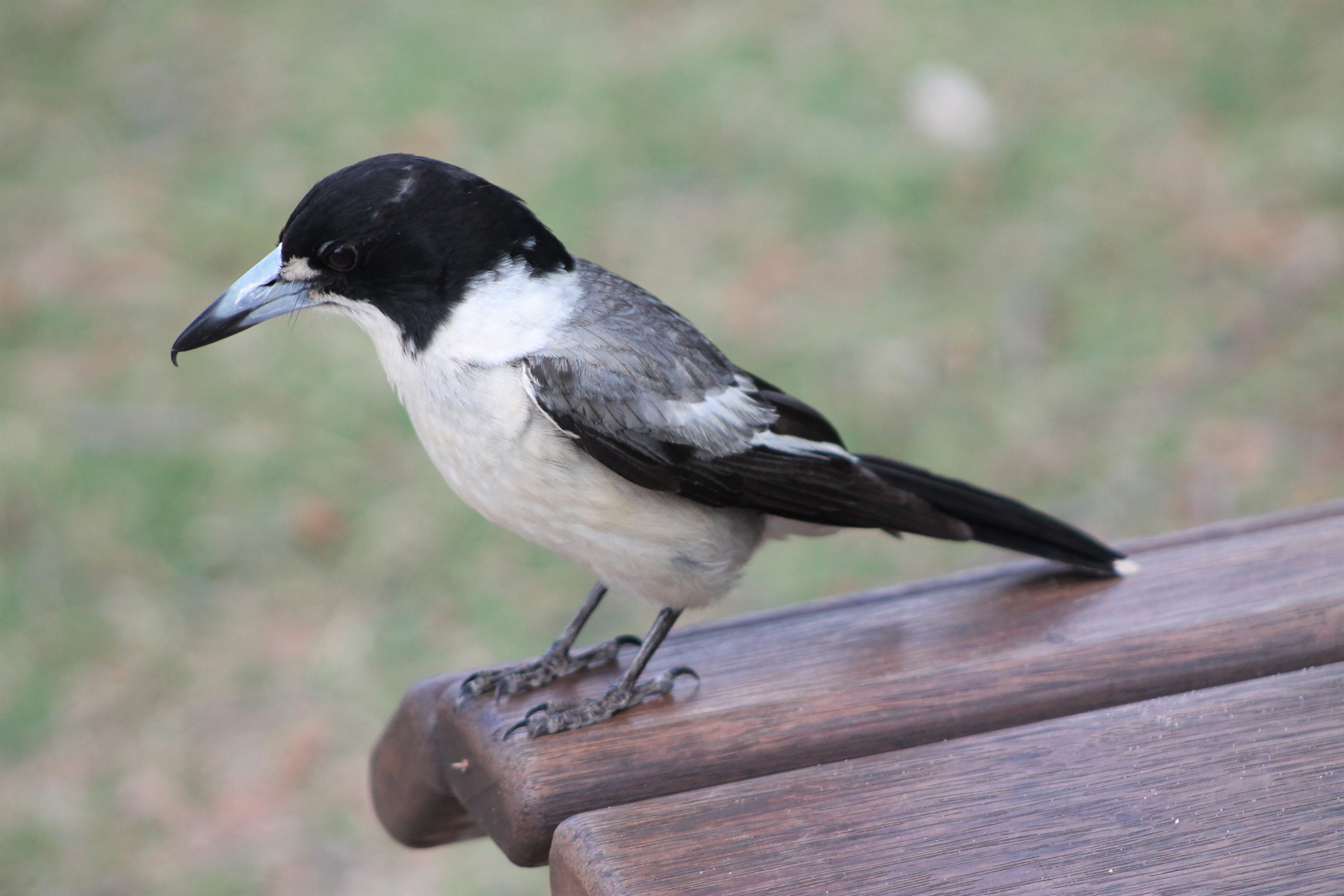 Grey Butcherbird (Cracticus torquatus)