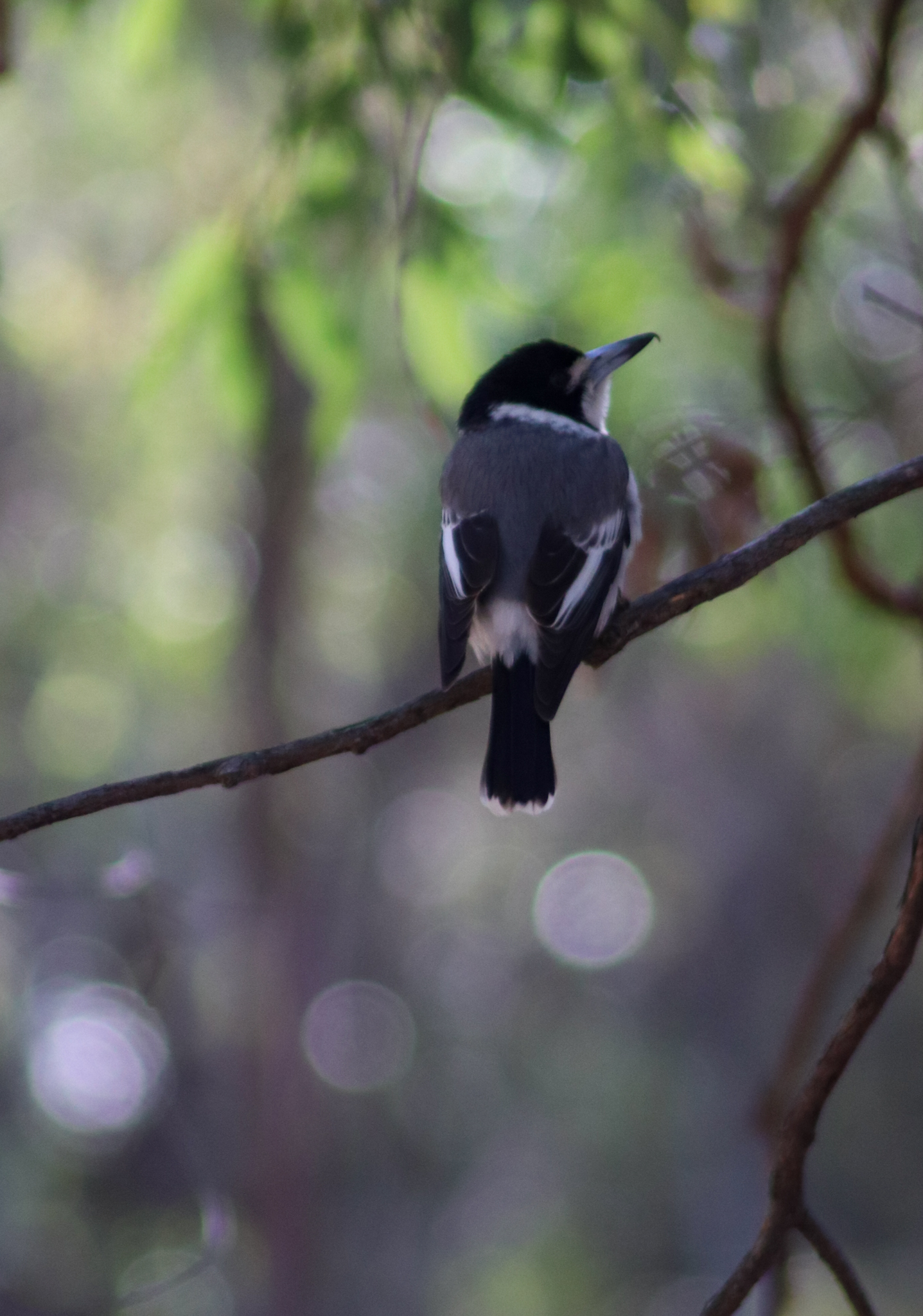 Grey Butcherbird (Cracticus torquatus)