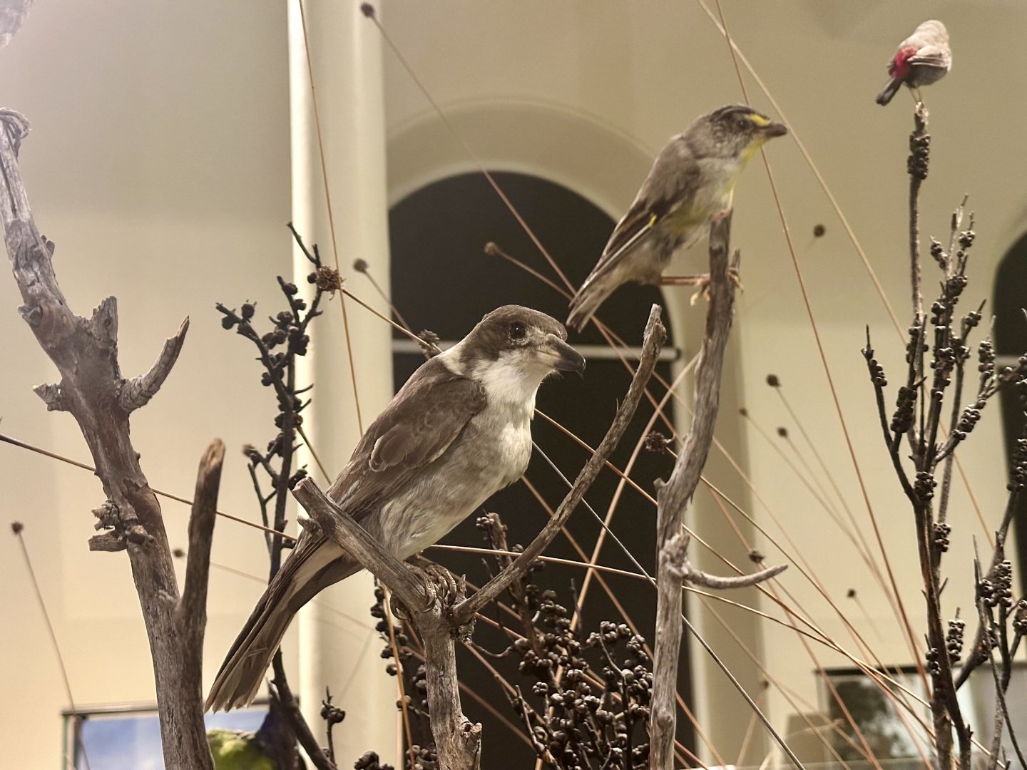 Grey butcherbird (Cracticus torquatus)