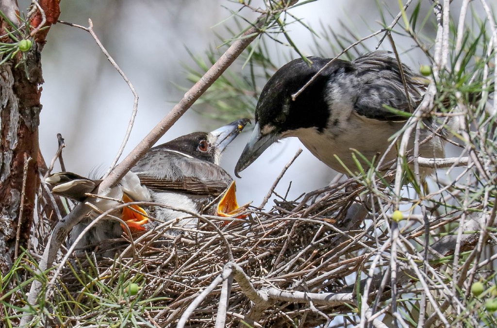 Grey Butcherbird family