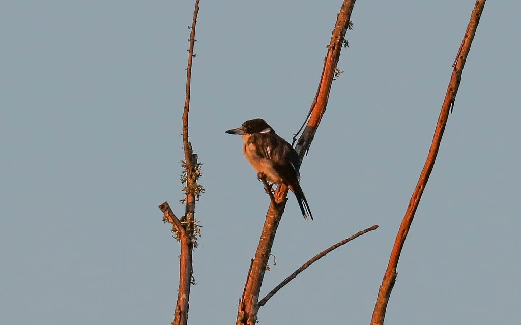 Grey Butcherbird in the early morning light