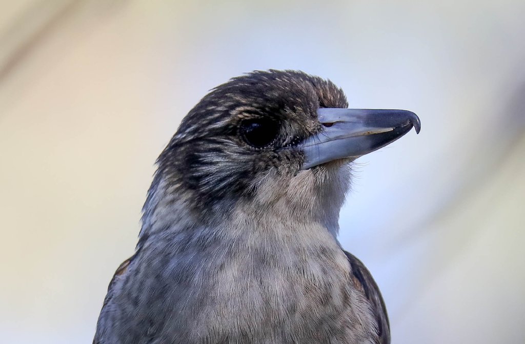 Grey Butcherbird juvenile
