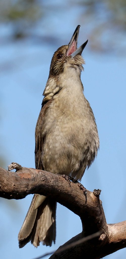 Grey Butcherbird juvenile