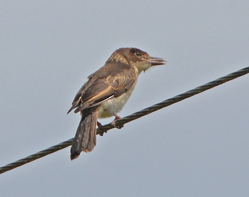 Grey butcherbird juvenile.