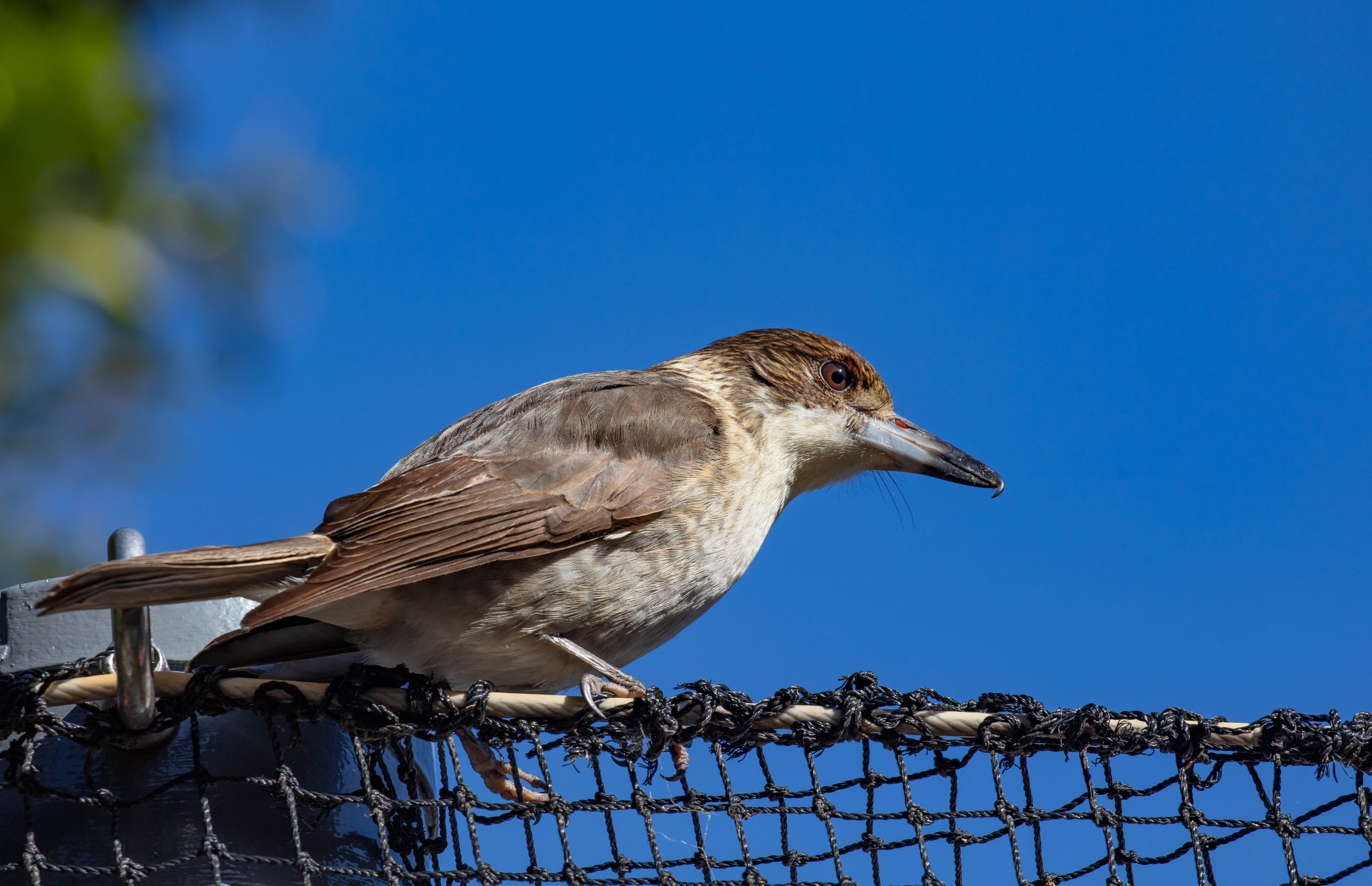 Grey Butcherbird juvenile