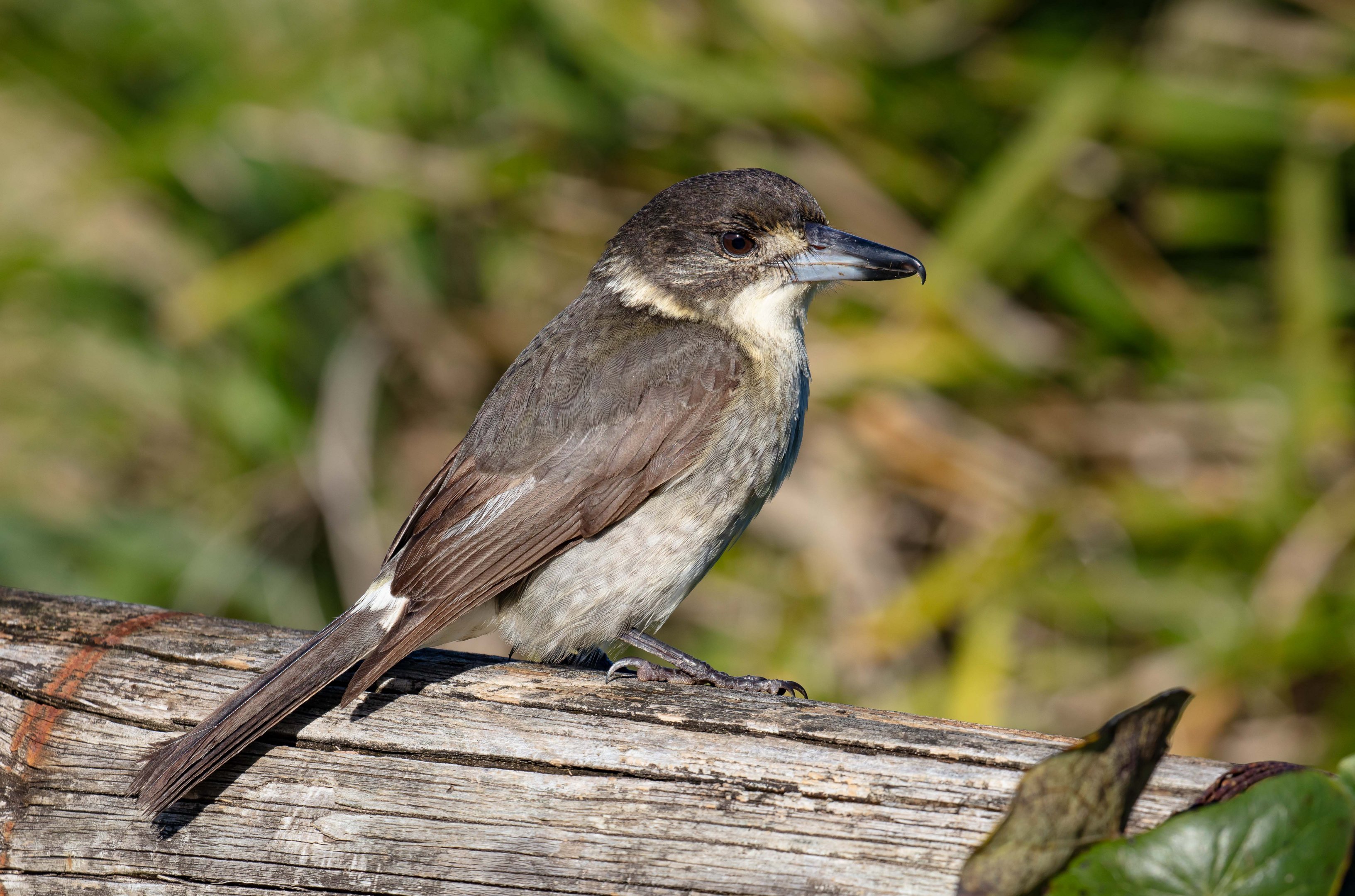Grey Butcherbird juvenile