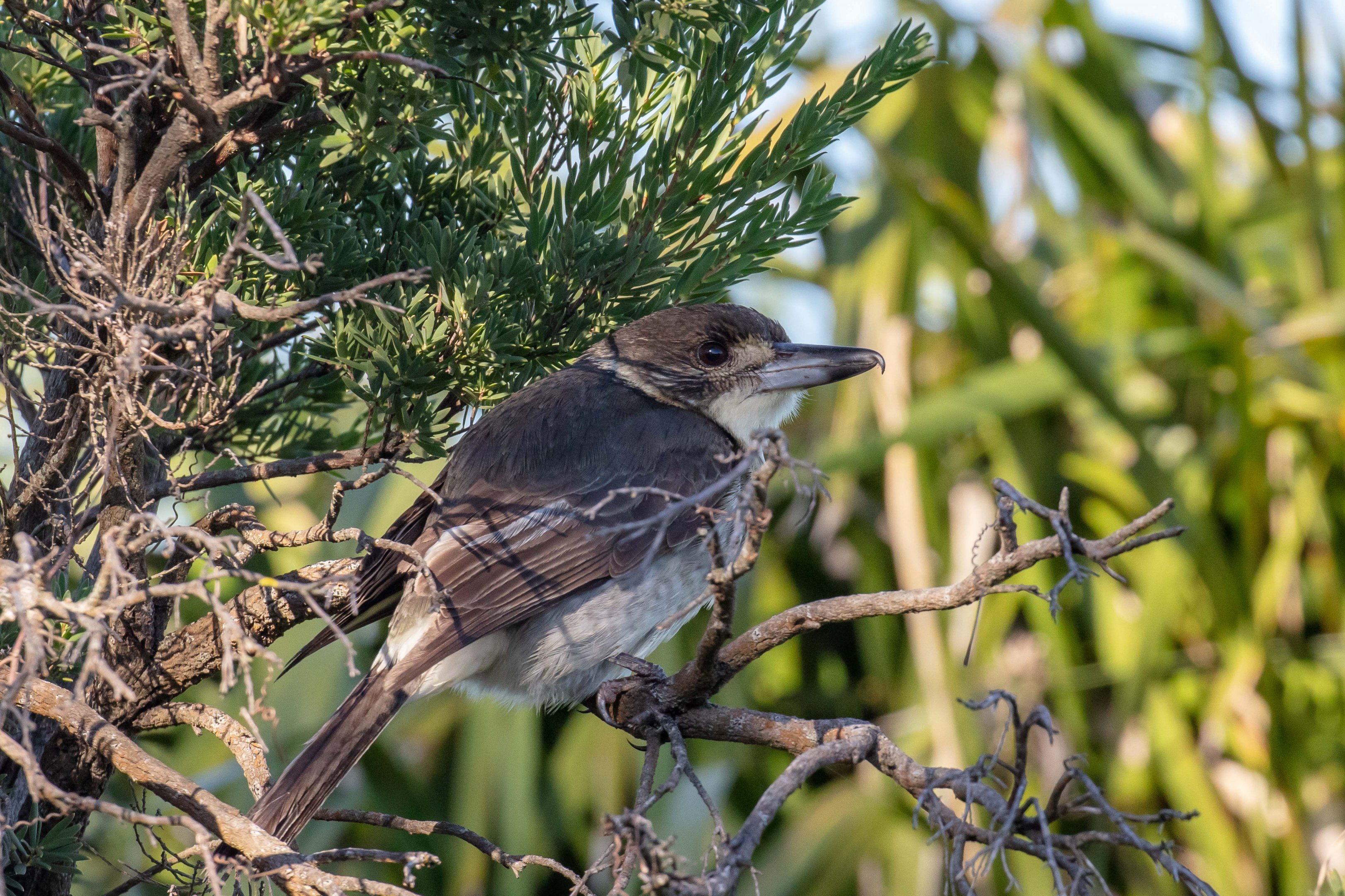 Grey Butcherbird juvenile