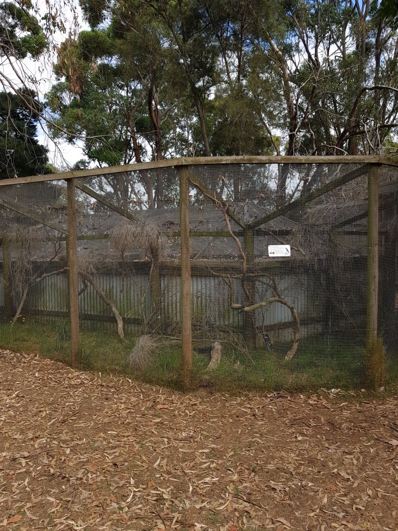 Grey Butcherbird - Phillip Island Wildlife Park