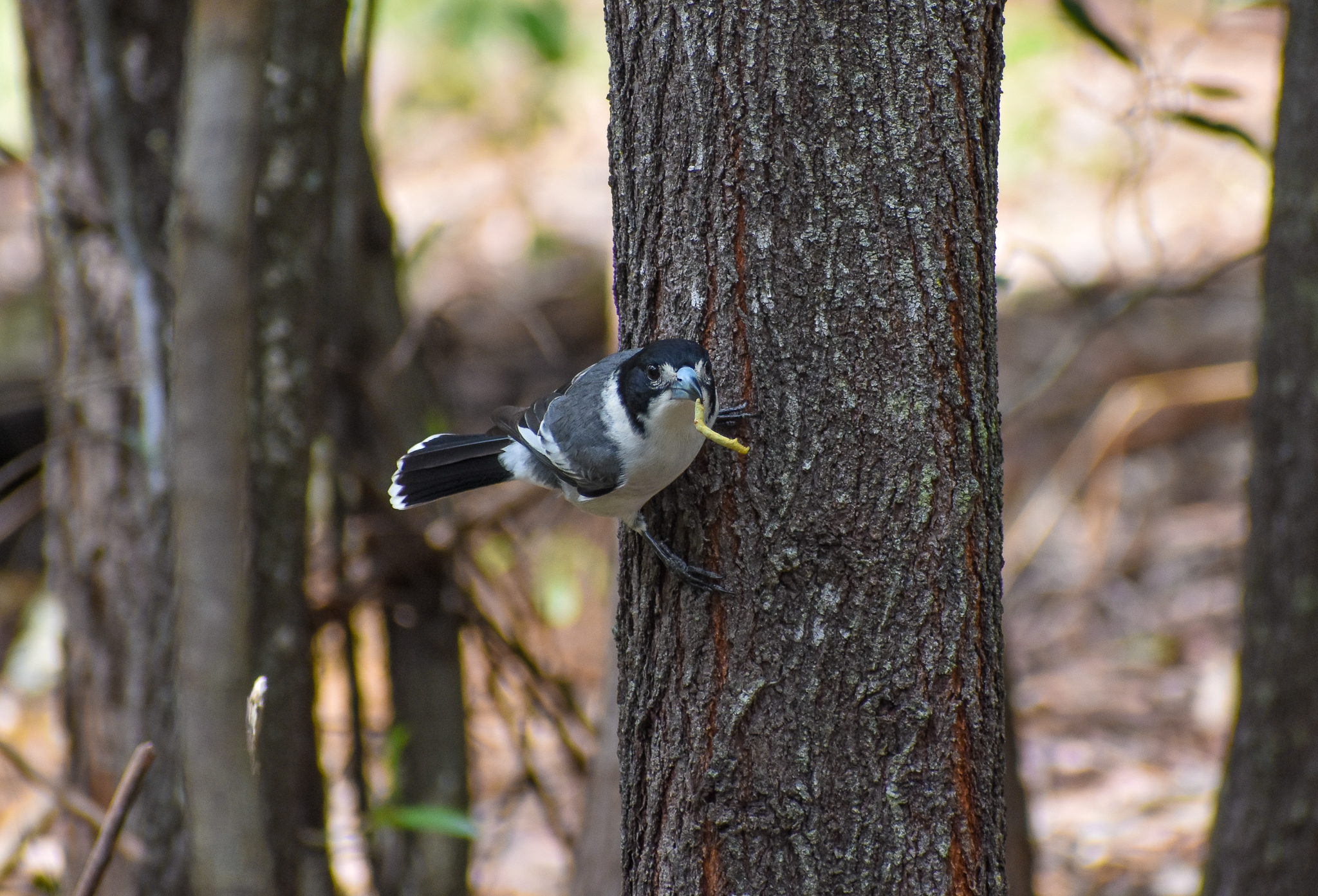 Grey Butcherbird with caterpillar