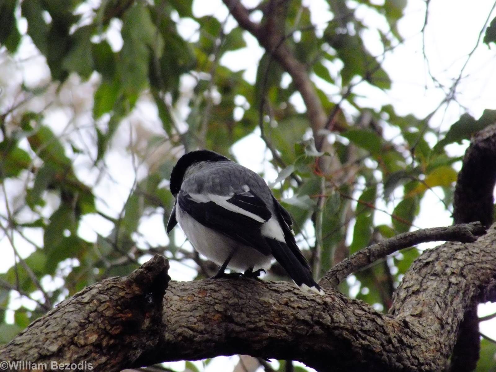 Grey Butcherbird