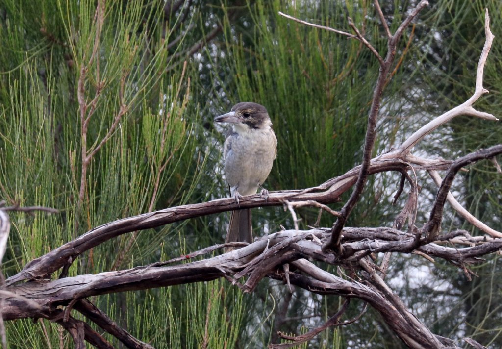 Grey Butcherbird