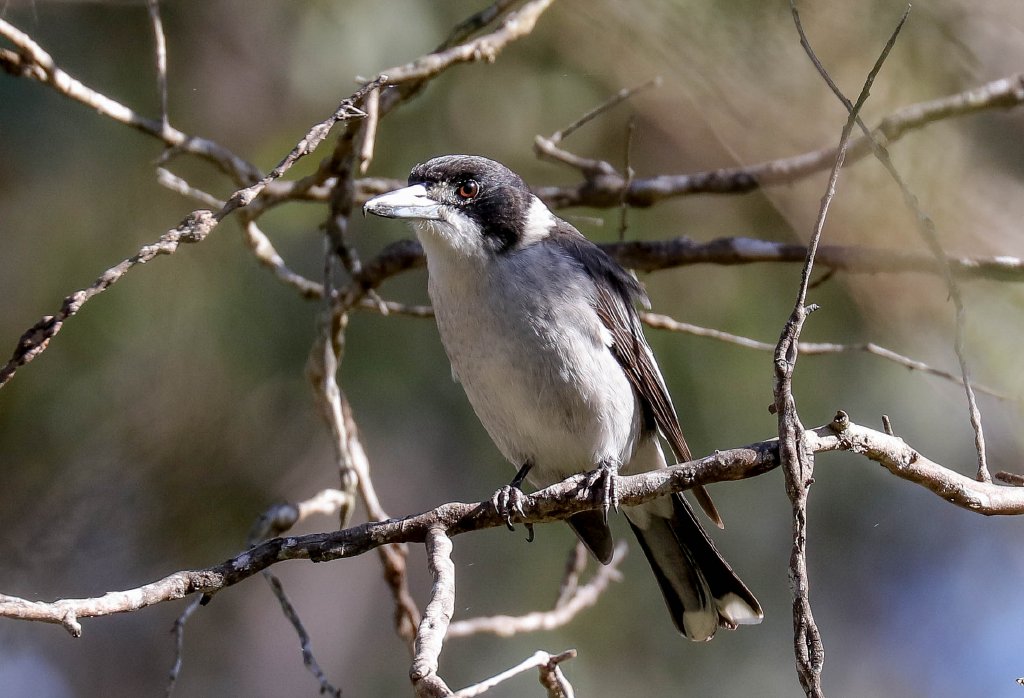 Grey Butcherbird