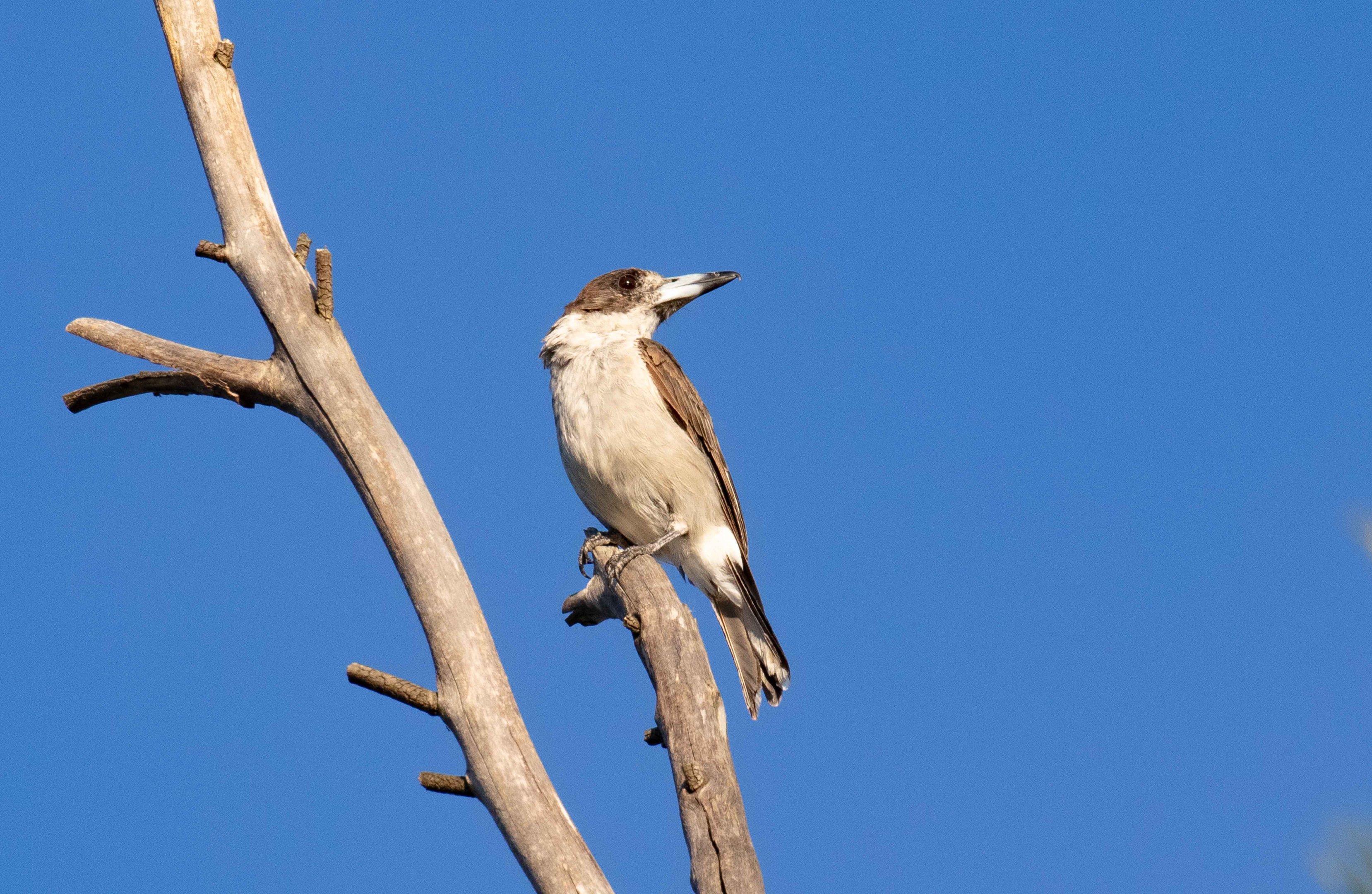 Grey Butcherbird