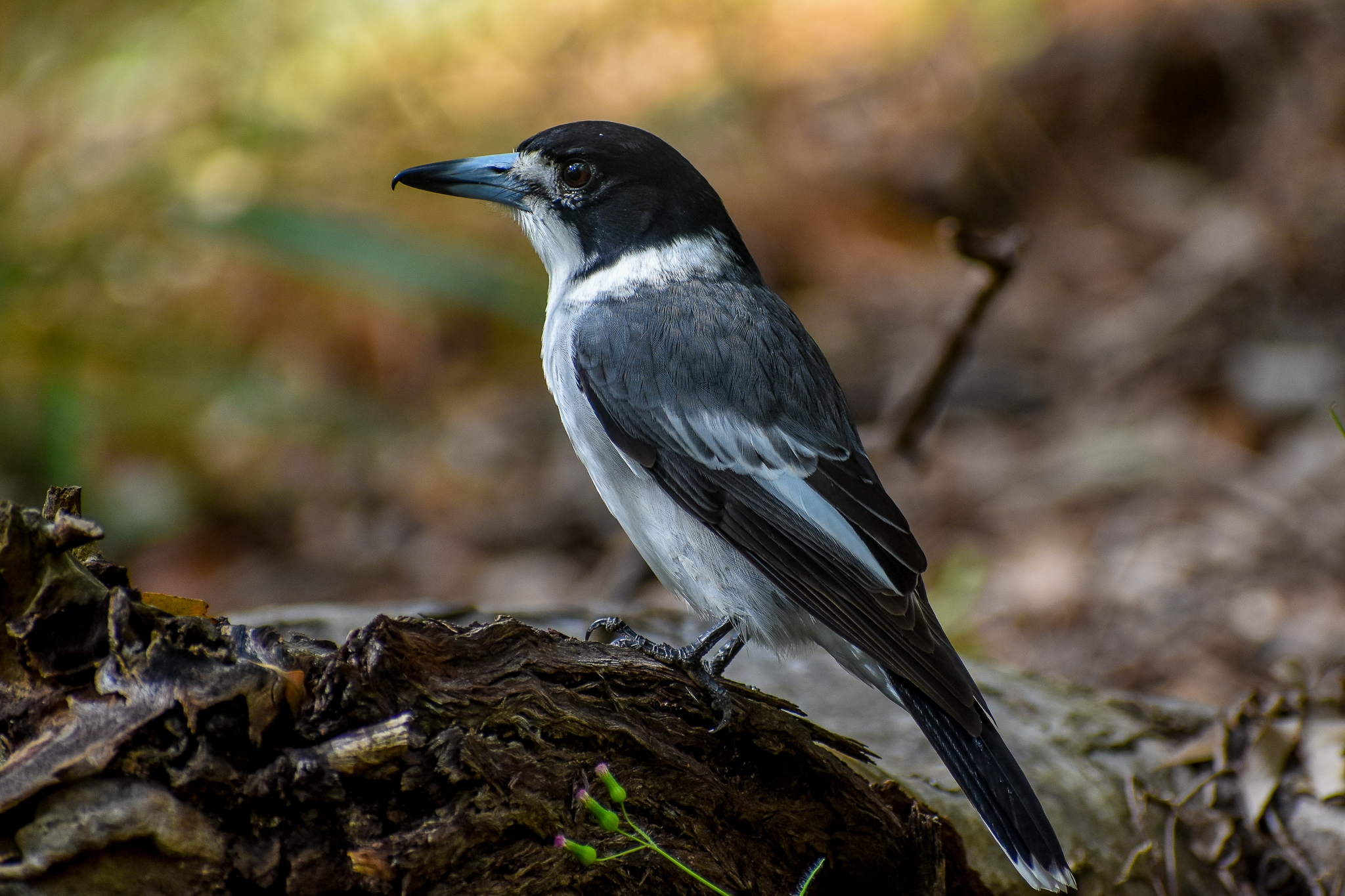 Grey Butcherbird