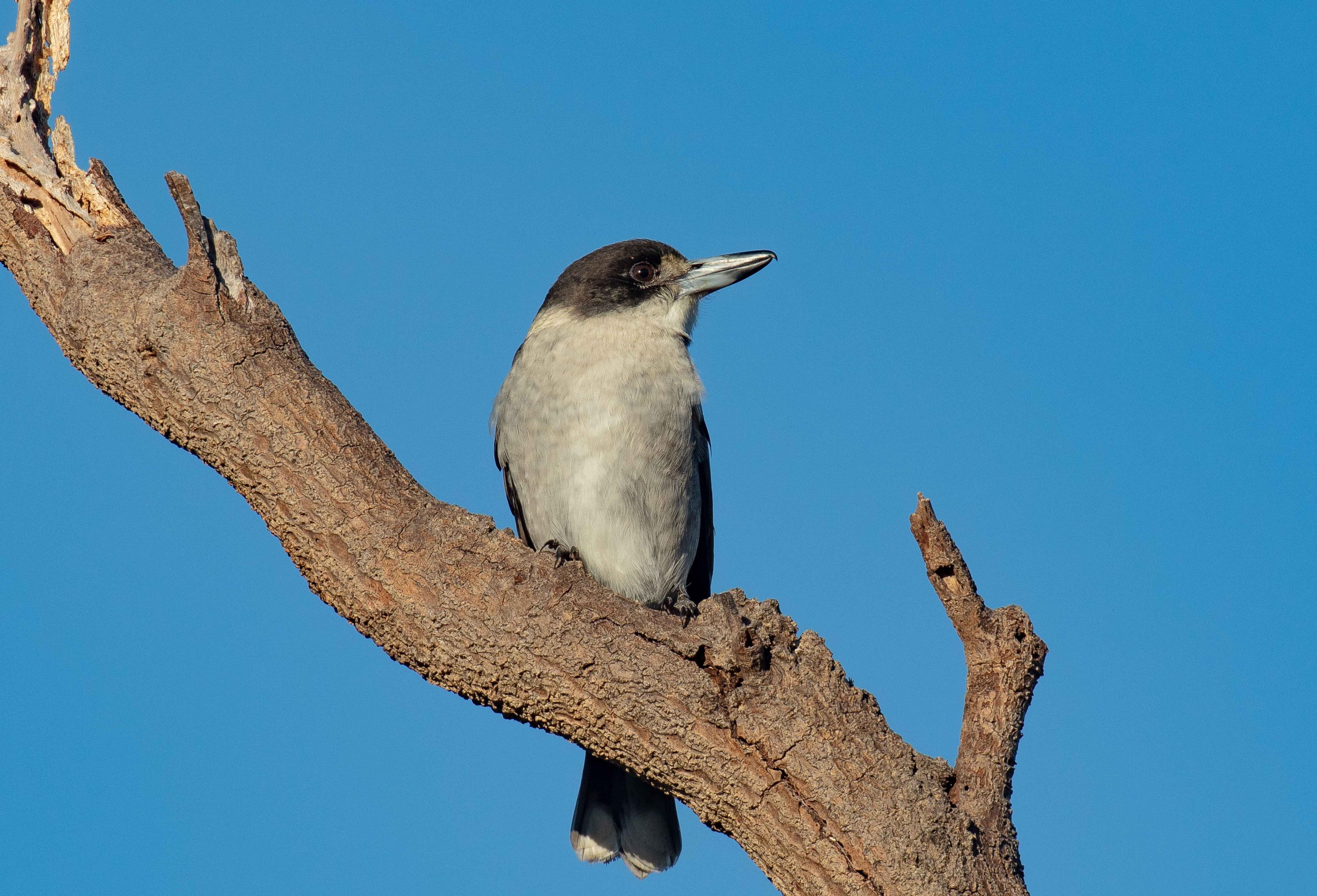 Grey Butcherbird
